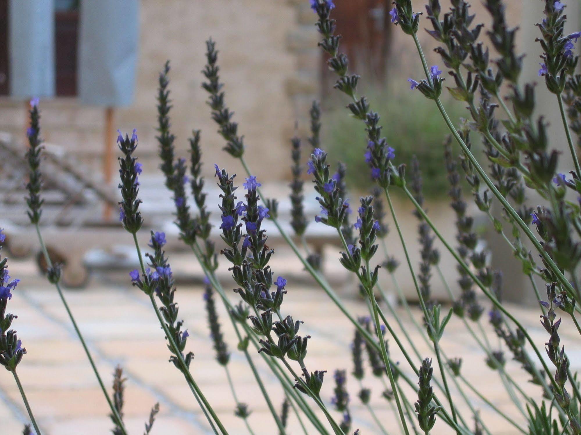Auberge Provence Херманус Екстериор снимка